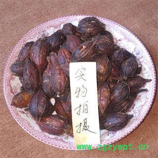 煜庭药业 栀子 炒栀子  返现进行中图2