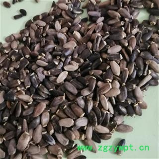 瑞森药材行 水飞蓟 奶蓟，老鼠筋，水飞雉 统货籽粒饱满图2