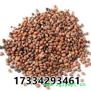 莱菔子 萝卜子 卜子 萝白子 菜头子 中药材图4