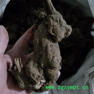 白术个 白术顶级个 产地 安徽省图3