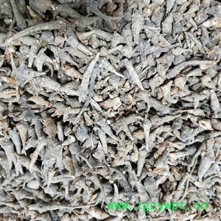 三七 三七苗 产地 云南省图2