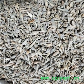 三七 三七苗 产地 云南省图3