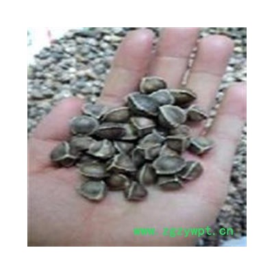 诺源药材行中药材辣木籽 辣木种子