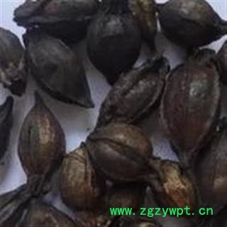 诺源药材行中药材正品优质栀子 炒栀子 栀子碳 焦栀子 栀子炭图2