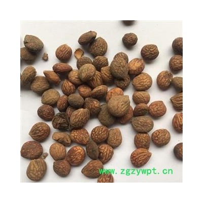 诺源药材行中药材蕤仁  蕤核 蕤子