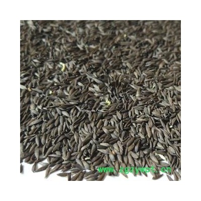 诺源药材行优质新货生菜籽 黑生菜籽 黑苣胜 另有白巨胜