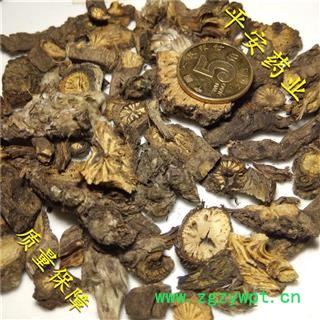 平安药业 漏芦 别名 狼头花 野兰 鬼油麻 和尚头 独花 山牛蒡 华州漏芦图2