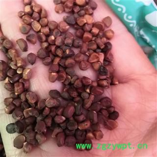 安祁名药马蔺子 蠡实  庵闾子 马楝子图3