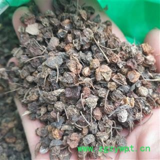 安祁名药正品野生龙葵果 天茄子图2