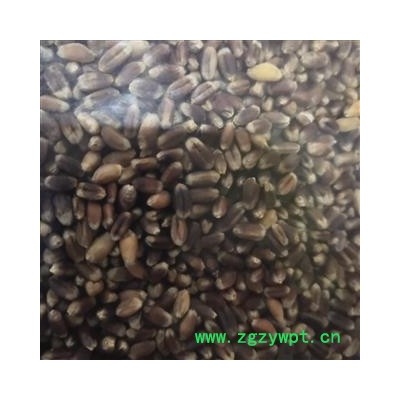 安祁名药精选东北黑土地 黑麦 小麦