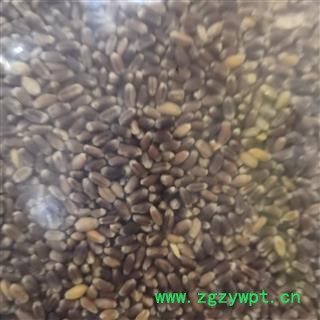 安祁名药精选东北黑土地 黑麦 小麦图2