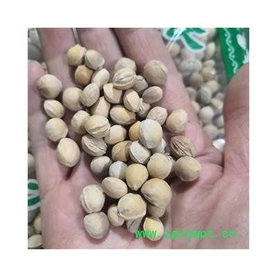 安祁名药樱桃核  楔荆桃 车厘子 朱果