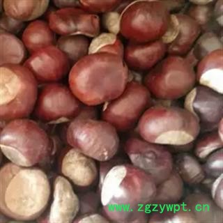 安祁名药正品娑罗子 棱罗子 开心果图2