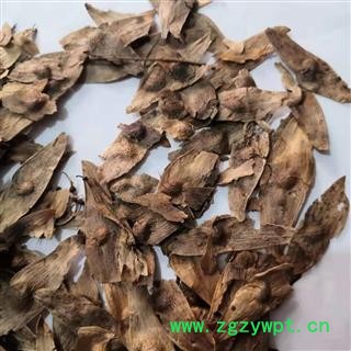 安祁名药凤眼草 椿荚 凤眼子臭椿子 春铃子图2