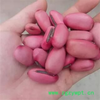 安祁名药正品刀豆 红刀豆 另有白刀豆 黑刀豆图2