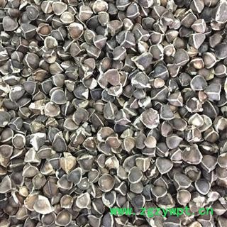 印度进口辣木籽 辣木子 成熟饱满图4