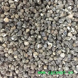 印度进口辣木籽 辣木子 成熟饱满图3