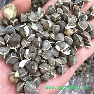 印度进口辣木籽 辣木子 成熟饱满图2