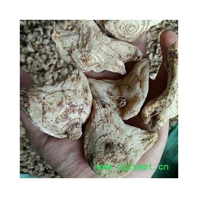 娟子中药 白及 白芨 白鸡 选货 产地 贵州省黔西南布依族苗族自治州