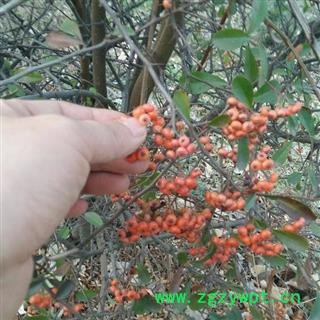 秦岭优质沙棘干果 山民自摘 日晒无硫1000g图4