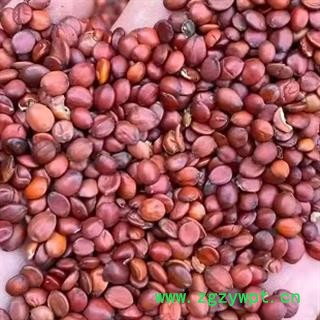 中药材酸枣仁 多个规格 酸枣仁是秋天成熟的酸枣采摘 晒场去皮晾晒 去壳后人工去杂 本品是原生态无添加无污染 纯正自然 质量有保证 安国批发零售大全图4