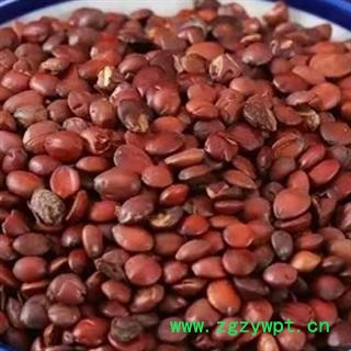 中药材酸枣仁 多个规格 酸枣仁是秋天成熟的酸枣采摘 晒场去皮晾晒 去壳后人工去杂 本品是原生态无添加无污染 纯正自然 质量有保证 安国批发零售大全图2