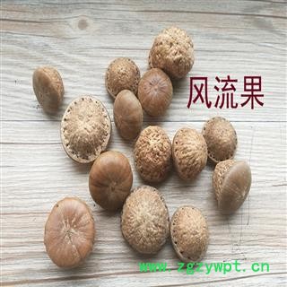 煜庭药业 风流果 厚鳞柯 壮阳果 补肾果 益肾子 马牯 捻碇果 辗垫栗 厚鳞石栎 木栎子 大头椎图3