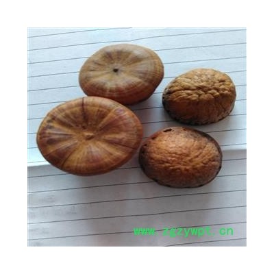 煜庭药业 风流果 厚鳞柯 壮阳果 补肾果 益肾子 马牯 捻碇果 辗垫栗 厚鳞石栎 木栎子 大头椎