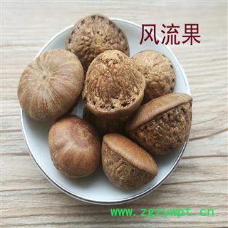 煜庭药业 风流果 厚鳞柯 壮阳果 补肾果 益肾子 马牯 捻碇果 辗垫栗 厚鳞石栎 木栎子 大头椎图4