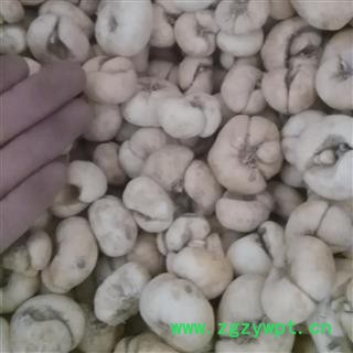 浙贝母个 浙贝大选2.0以上 产地 浙江省图2