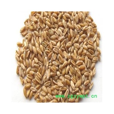 煜庭药业 浮小麦