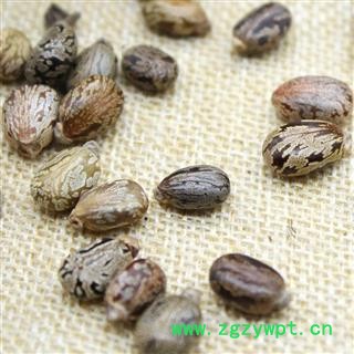 蓖麻子蓖麻籽元无杂质 大麻子仁蓖麻种子粒粒饱满图2