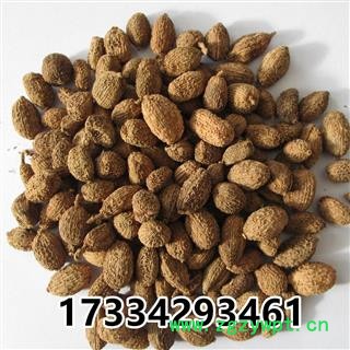 壳砂仁  中药材市场 香砂仁 砂仁 香料 砂仁 进口小豆蔻图3