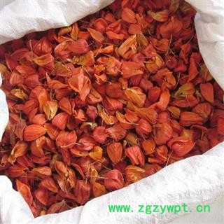 锦灯笼 红姑娘皮 山姑娘皮 灯笼草 挂金灯 无果 新货图2