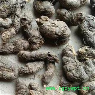 小丽百草行拳参 草河车 红蚤 休紫参 倒根草产地云南图2