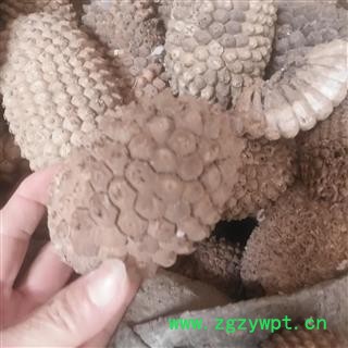 安祁名药山菠萝  露兜树 野菠萝 林头 婆锯筋 猪母锯 老锯图2