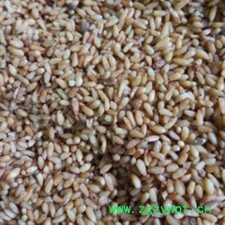 安祁名药正品精选柏子仁 颗粒饱满图2