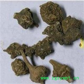 冷背中药材 珠儿参 钮子七 扣子七图2