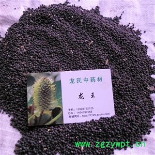 王不留行 统货 产地 四川省成都市双流县图2