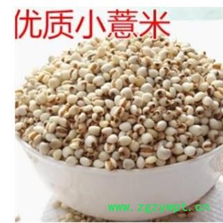 薏苡仁 贵州大粒薏米仁图3