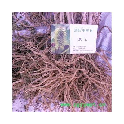 尿株根  统货 产地 四川省成都市双流县