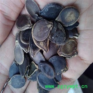 煜庭药业 黑南瓜籽 南瓜子 正品图2