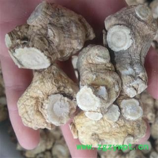 西洋参个 西洋参粒头20-30g 产地 辽宁省图2