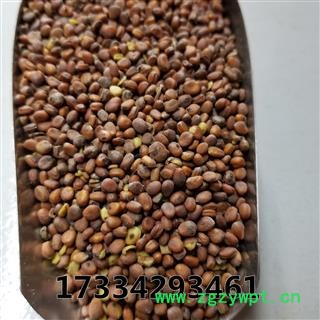 炒莱菔子  莱菔子  来服子 萝卜子 莱菔籽图4