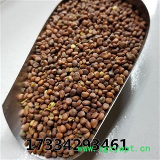 炒莱菔子  莱菔子  来服子 萝卜子 莱菔籽图2