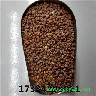 炒莱菔子  莱菔子  来服子 萝卜子 莱菔籽图3