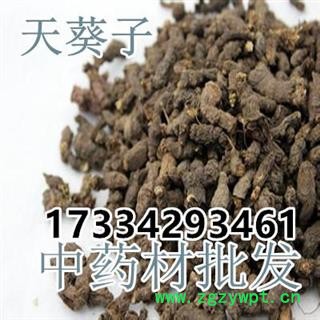 天葵子 紫背天葵子 天葵根地丁子中药材图2