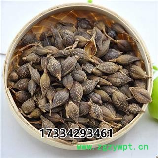 连翘 青连翘 黄连翘 落翘 连壳 中药材供应图2