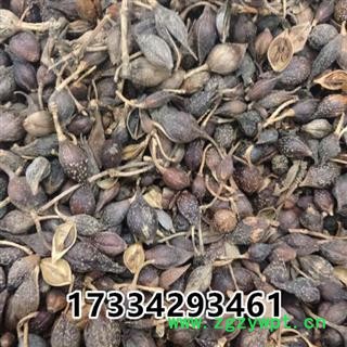 连翘 青连翘 黄连翘 落翘 连壳 中药材供应图3