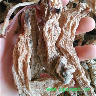 天麻个 野生春麻 产地 安徽省图2